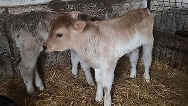 Продаю | Бык (самец) | Швицкая | На откорм, Для разведения | Искусственник