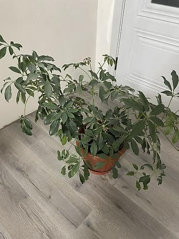 помой: Шеффлера (Schefflera) в горшке - Крупное комнатное растение с — 2