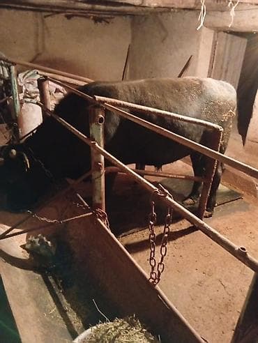 айрширская корова купить: Продаю | Бык (самец) — 4