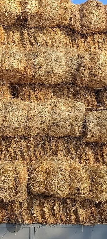 дратхаар бишкек: Арпа саман — 1