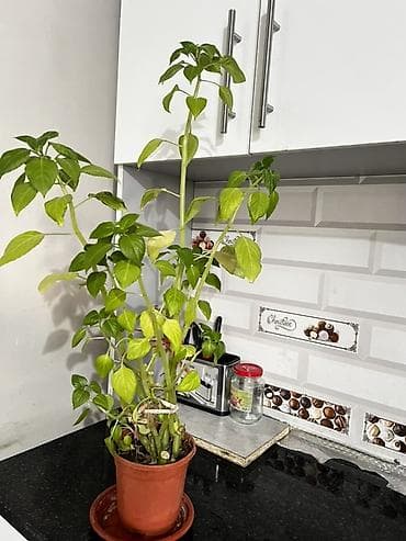 Комнатные розы: Комнатные растения в горшках 1) Зигокактус (Шлюмбергера, «декабрист») — 3