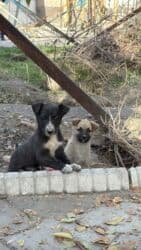 щенок собака: Пристраиваем щенков в хорошие добрые руки. Метис, короткошёрстный — 14