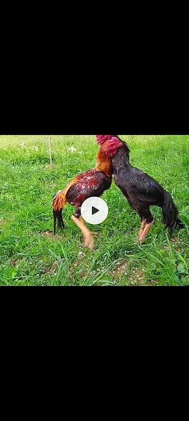 продам мясо: Яйцо бойцовский курей.даканов. линя хороший — 6