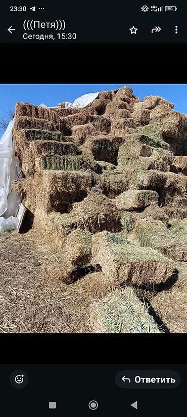 куры сплятами: Продаю беде, люцерна. Укос первый -350сом за тюк. Укос второй, третий — 1
