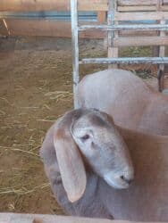 дом для животных: Кочкоры Арашаны линия Широкого разрез хвоста есть 5 месец по матери — 14