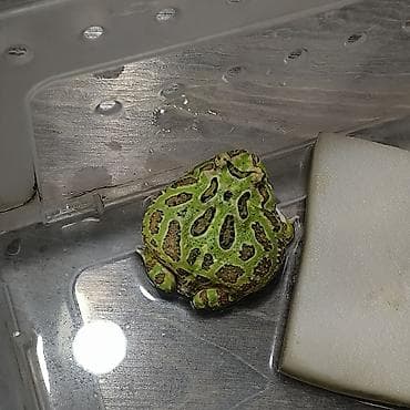 обезьяна домашняя купить: Лягушка, порода рогатка, декоративная,живая, домашний питомец — 7