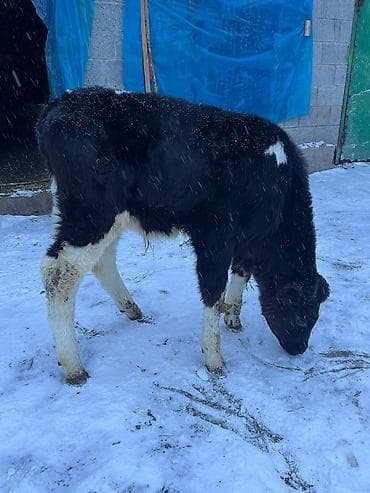 симентал уйлар: Продаю | Бык (самец) | На откорм | Искусственник — 3