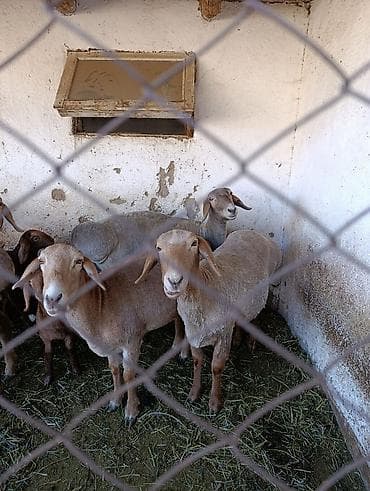 курцхаар цена в бишкеке: Продаю | Овца (самка) | Арашан | Для разведения | Матка — 5