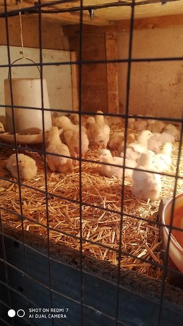 баранина туша цена: Продаю | Цыплята | Бройлерная | На забой — 2