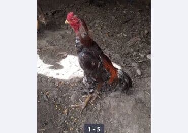 сколько стоит бульдог: Продаю | Куры | Бойцовая | Для разведения — 5