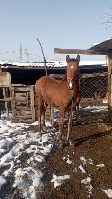 белый конь: Продаю | Жеребенок | Для разведения — 3