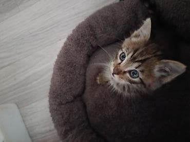 питбуль сука: Беспородная, 1 месяц, Девочка, Приучена к лотку — 3
