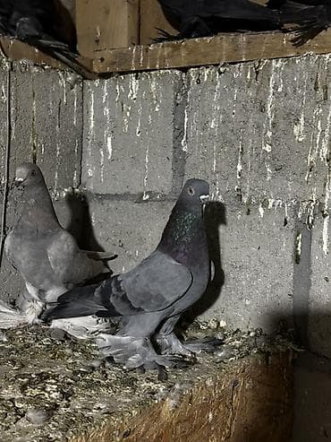 сколько стоят попугаи волнистые: Породистые декоративные голуби с оперёнными лапами (космачи) — 2