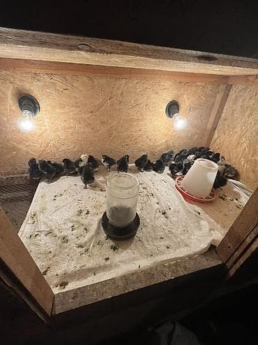 продажа бройлеров цыплят: Продаю | Цыплята | Для разведения — 3