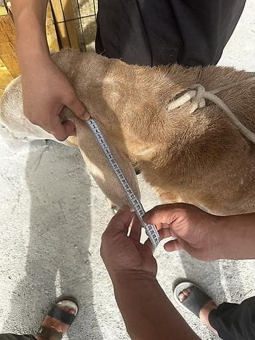 Ветеринар кызматы: Сатам | Ургаачы кой (ургаачы) | Көбөйтүү үчүн — 9