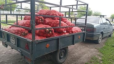 животные для дома: Лук Оптом, Бесплатная доставка — 3