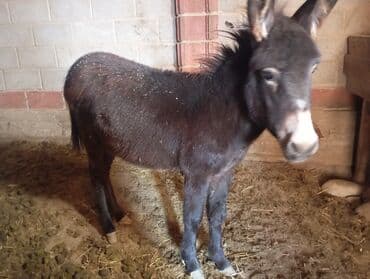 продаю сена: Осленка — 1