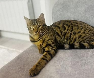 ПРЕДЛАГАЕМ НА ВЯЗКУ Бенгальский кот 1,5 года . Договоримся по цене