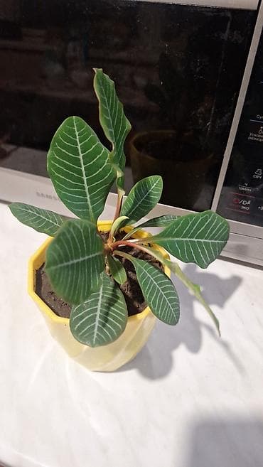 каражыра уголь цена бишкек: Продаю монстеру первая 700с, вторая 350, пальмочка 250, долларовое 500 — 3