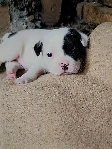 Продажа собак: Бульдог, 1 месяц, Самец — 2