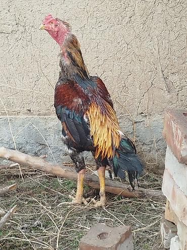 х5 bmw: Электровелосипед, Б/у — 1