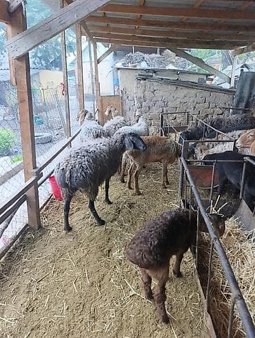 туки сена: Продаю | Овца (самка) | Полукровка | Для разведения | Матка — 6