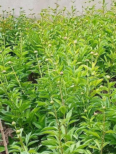 пионы оптом: Бутоны пионов оптом
Цена договорная
Есть бордовые и розовые
Много! — 3