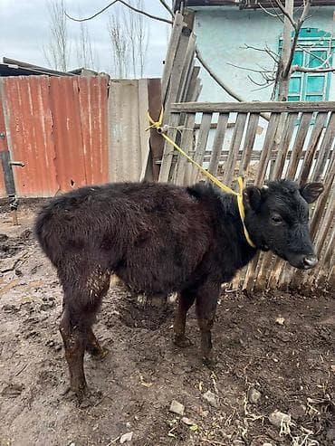 тай нарын: Продаю | Музоо, торпок | Алатауская | На забой, Для молока | Отела не было — 1