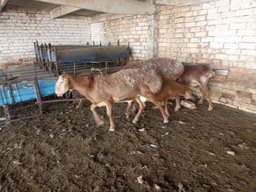 домик для кошки купить: 80 баласы 1айлык — 3