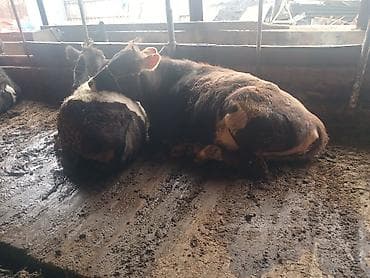 животные крс: Продаю | Тёлка — 3