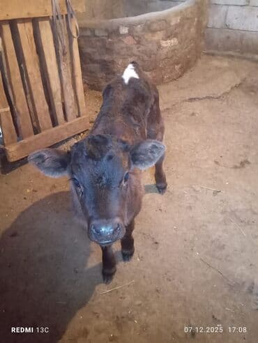 собака коли: Продаю | Музоо, торпок | На откорм | Искусственник — 2