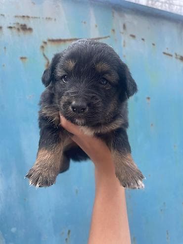 Щенки дворняжки отдам даром в хорошие руки среднего размера -