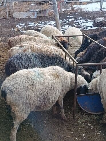 коты бишкек: Сатам | Козу | Меринос | Союуга | Бычылган — 6