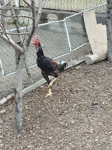 кремация животных бишкек: Дакан шалпан жожо короз сатылат активный алмашу жолдору бар адрес — 1