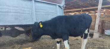 дом животных: Продаю | Тёлка | Голштин | Для молока | Племенные — 4