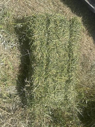 продаётся овес: Люцерна (кормовая трава) — скошенная и высушенная для заготовки — 5