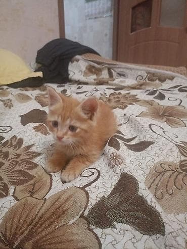 Отдам даром кошку: Кошка даром: Беспородная, 2 месяца, Мальчик, Приучена к лотку — 1
