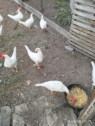 Животные: Продаю курочки Леггорн. 12 штук . 3х месячные. есть — 8