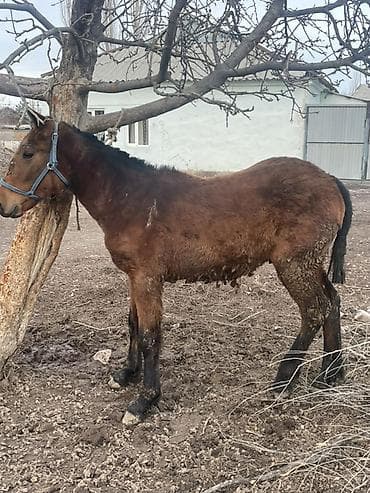 Зоотовары: Продаю | Кобыла (самка) | Кара Жорго | На забой, Рабочий — 2