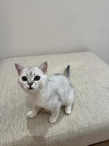 стрижка овес: Продается котёнок 6 месяцев Британская короткошёрстная кошка, окрас — 6