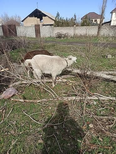 корова швицкая: Продаю | Коза (самка) | Полукровка | Для молока | Котные — 1