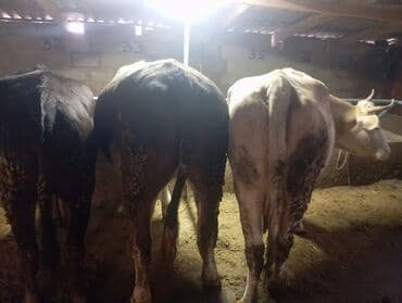 Иттер: Сатам | Бука (эркек) | Бордоп семиртүү үчүн | Байланган — 3