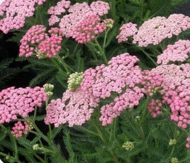 органайзер бишкек: Көчөттөр гүлдүн — 13