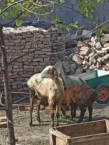 шамал сай: Сатам | Ургаачы кой (ургаачы) | Көбөйтүү үчүн | Ургаачы — 4