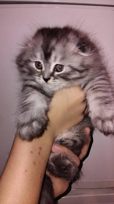 вислоухие котята: Скотиш Фолд (Шотландская вислоухая), 1 месяц, Девочка, Серый, Приучена к лотку — 2