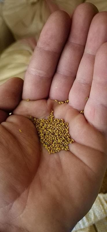 Семена кормовых растений: Люцерна at lalafo.kg Семена кормовых растений: Люцерна