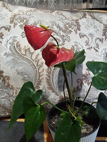 продам чеснок: Мужское счастье. Комнатное растение в горшке — антуриум (Anthurium) — 1