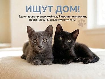 Мышыктар: Мышык бекер берилет: Породасыз, 3 айлык, Эркек, Лотокко барууга үйрөтүлгөн — 2
