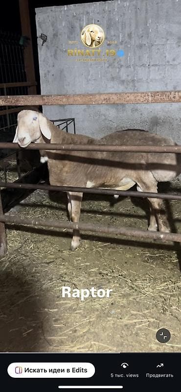 тайган собаки: Сатам | Кочкор (эркек) | Көбөйтүү үчүн | Асыл тукумдуу — 1