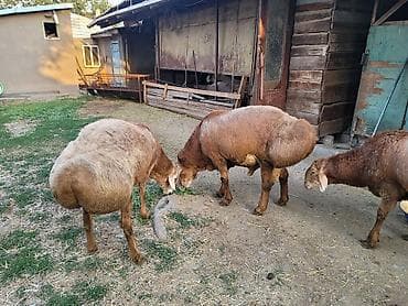 Ветеринар кызматы: Сатам | Кочкор (эркек) | Көбөйтүү үчүн — 7